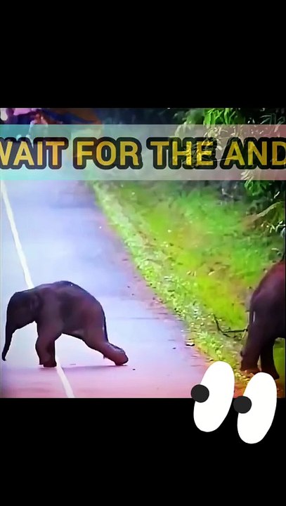🌍 Lost & Found Animals of the Worldk