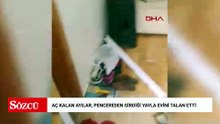 Aç kalan ayılar, pencereden girdiği yayla evini talan etti