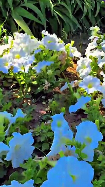 Nature’s Calm Spring Flowers Edition