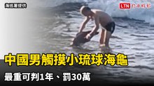 看不懂告示？中國男觸摸小琉球海龜 最重可判1年、罰30萬