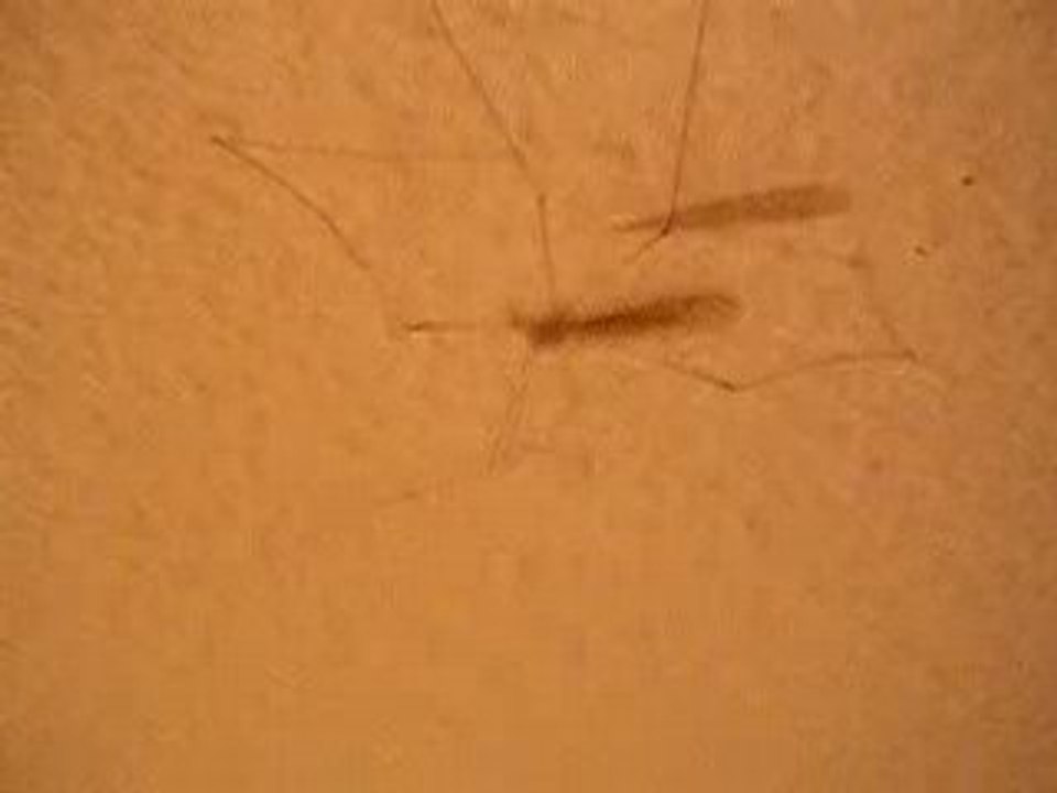 La bête qui fait ses pompes