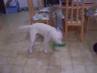 bao et la grenouille