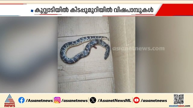 എങ്ങോട്ട് നോക്കിയാലും പാമ്പ്... സംസ്ഥാനത്ത് ഇന്ന് മാത്രം പാമ്പ് കടിയേറ്റത് 12 പേര്‍ക്ക് | Snake