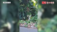 三蛇挺立交纏 如跳芭蕾舞