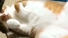 Tabby Gifting a Scared Orange Cat a Real Mouse!