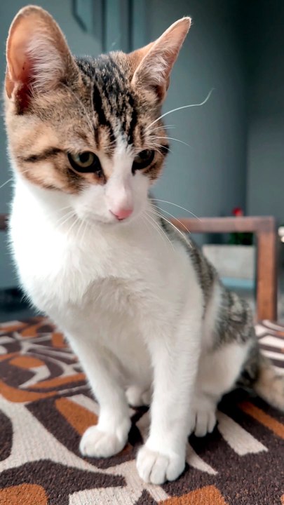 Neko1