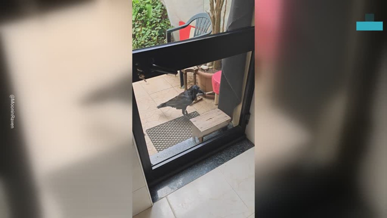 Suspicious Raven Hides a Knife