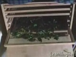 How to Dry Herbs: Nettle