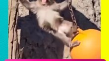 Punch recrea Wrecking Ball de Miley Cyrus y conquista internet 😂🐒