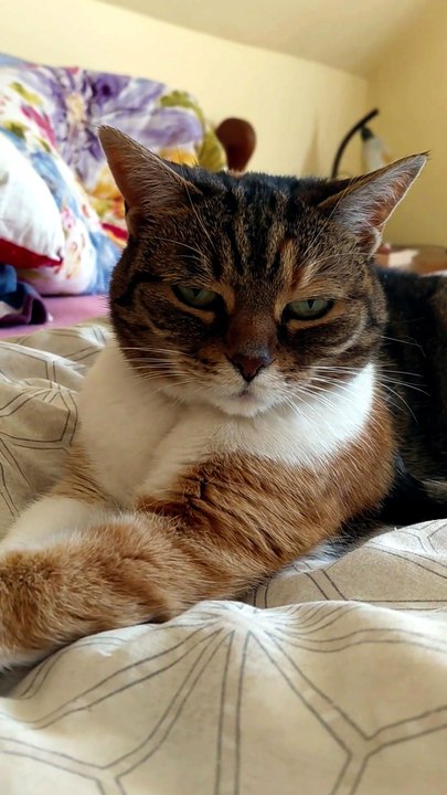 Cat in bed + evening = cuddle time :) #cat #catlovers #funnycats