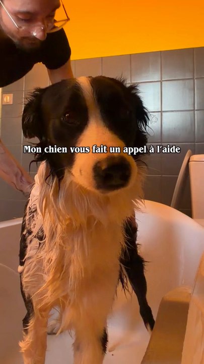… - - - … (SOS en morse) de la part de mon chien