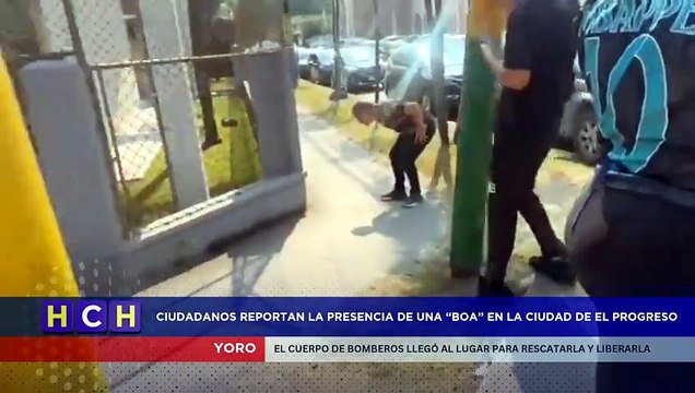 Serpiente causa alarma en pleno centro de El Progreso, Yoro; bomberos la rescatan