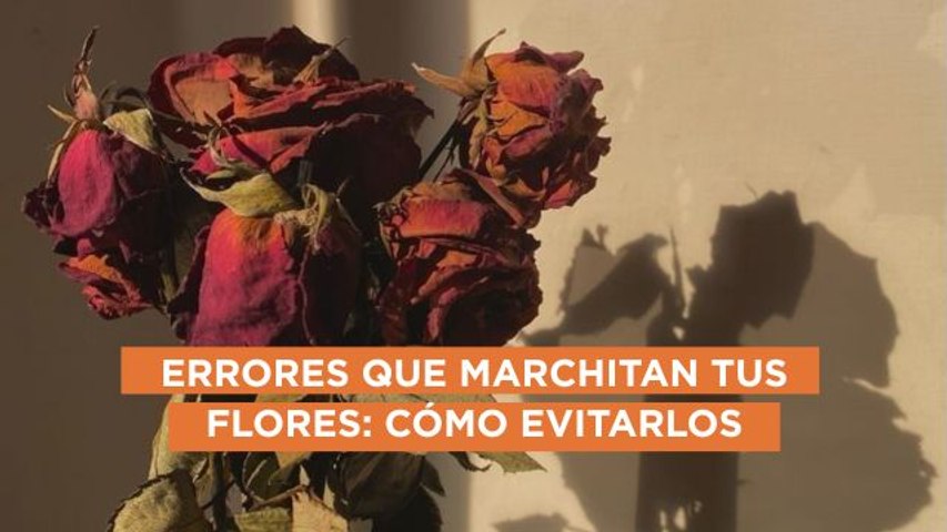 Errores que están matando tus flores (y ni cuenta te das)