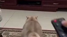 #funnyvideos #foryou #fypシ゚viral