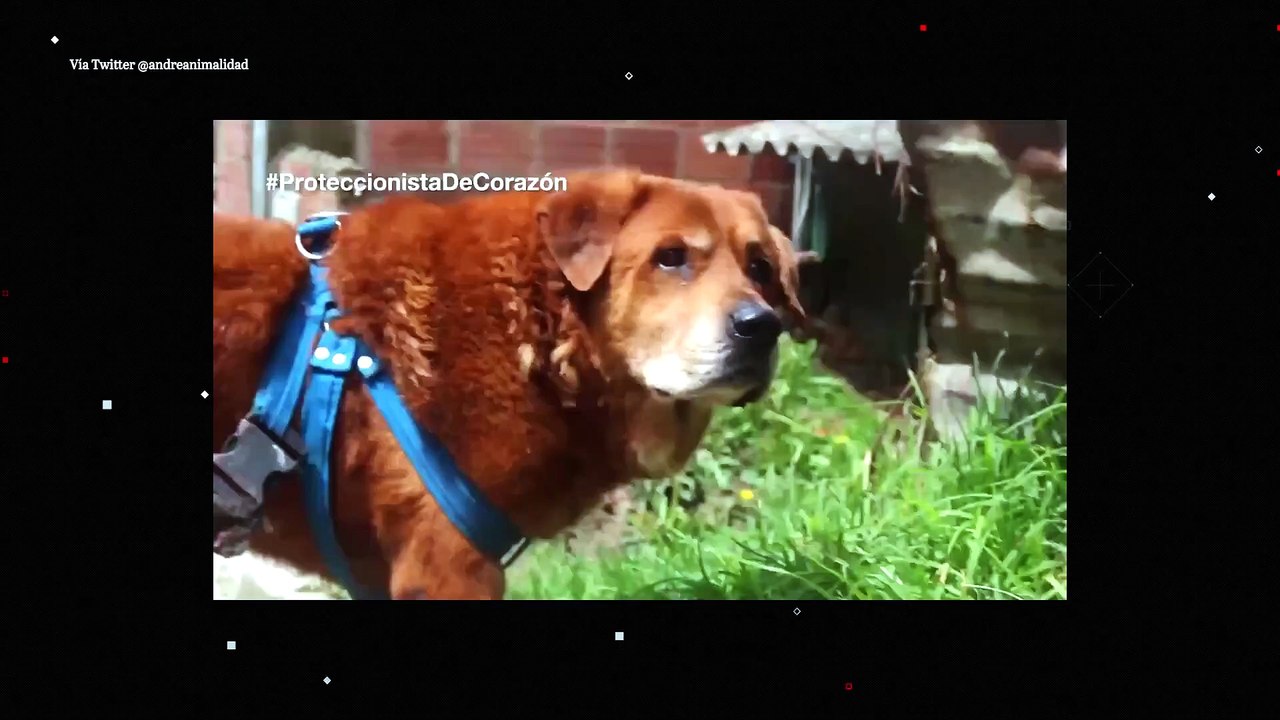Ley Perritos Final