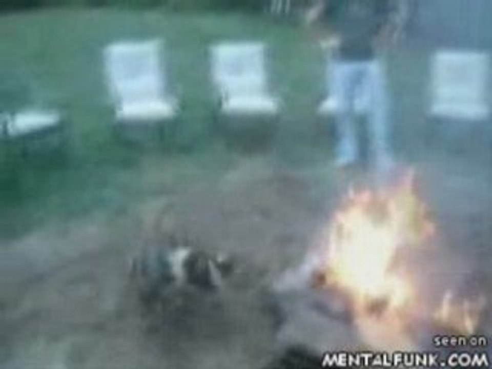 Hot dog ( chien chaud )