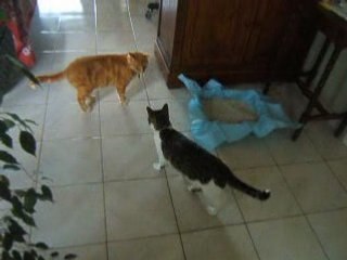 Schwarz : l'heure des croquettes