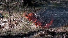 After the tsunami, a wildfire: one Japanese firefighter's tale