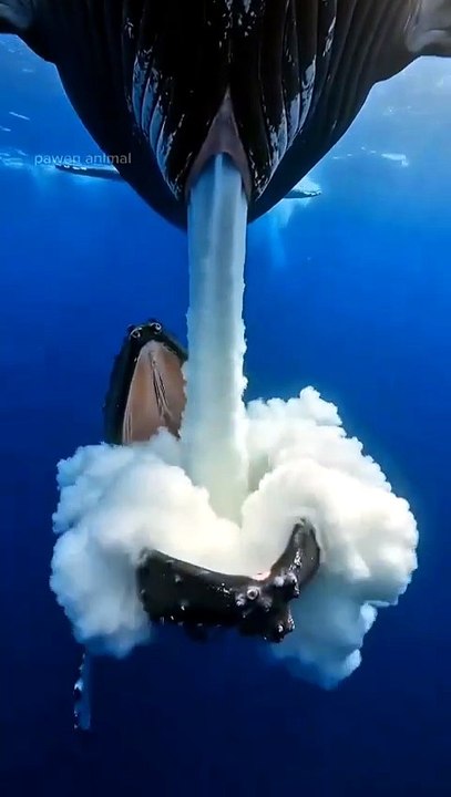 How Baby Whales Drink Milk Underwater! 🐋 | Amazing Ocean Facts
