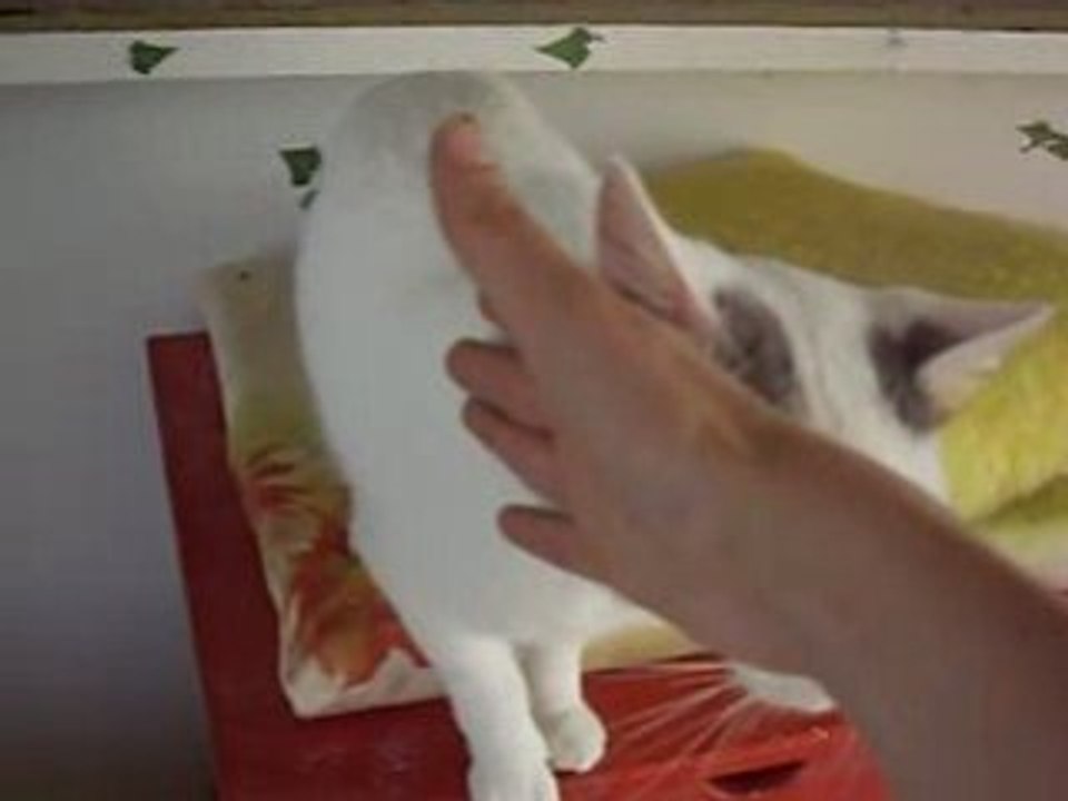 Coco vidéo juin 08