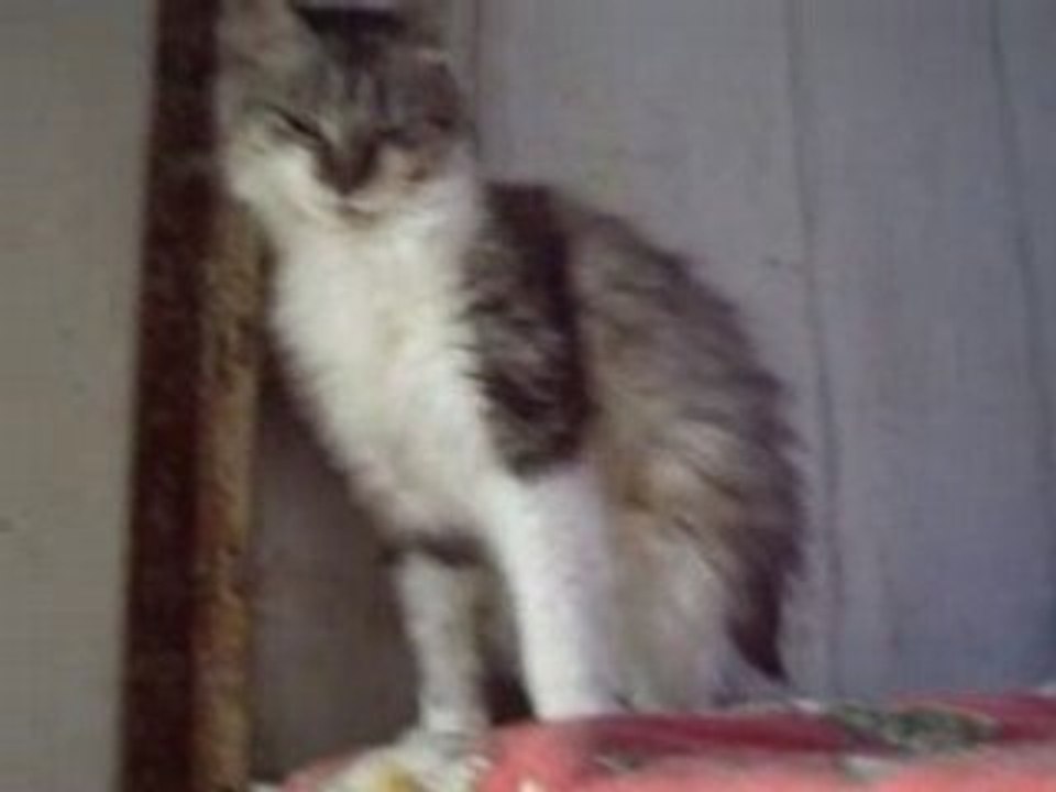 Radjah vidéo juin 08