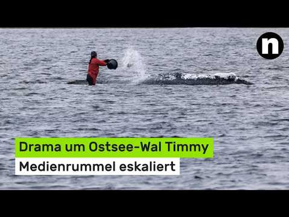Drama um Ostsee-Wal Timmy: Medienrummel eskaliert - damit muss nun Schluss sein
