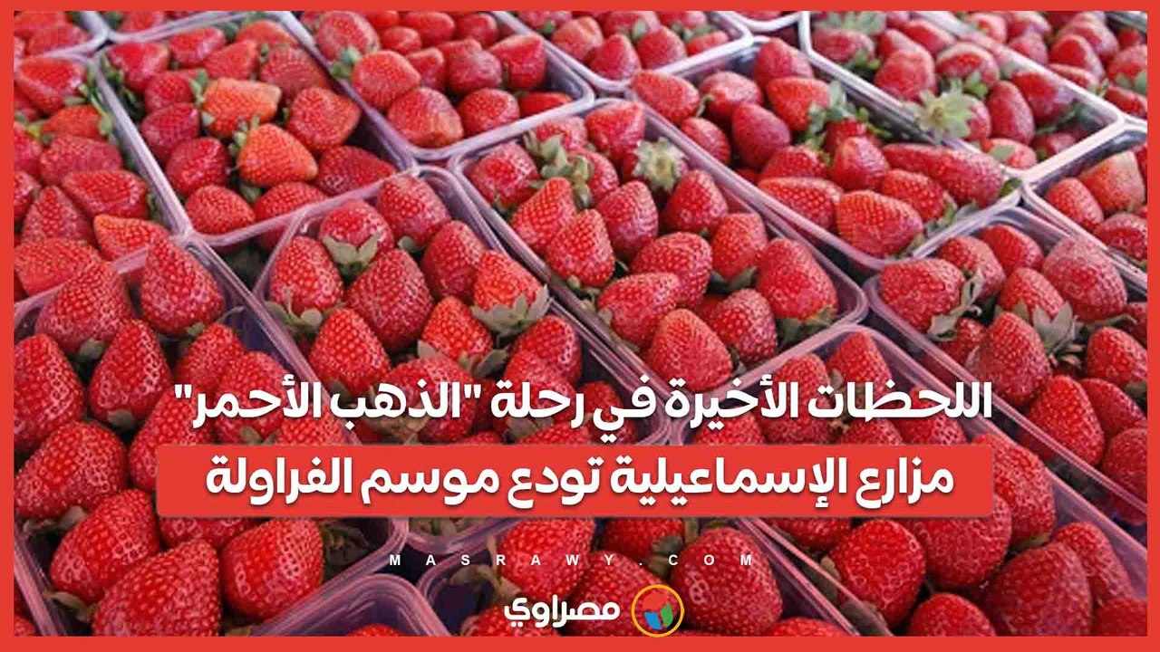 اللحظات الأخيرة في رحلة "الذهب الأحمر".. مزارع الإسماعيلية تودع موسم الفراولة