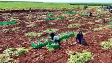 Adana’da turfanda hasat başladı: Tarla fiyatı geçen sene ile aynı kaldı!