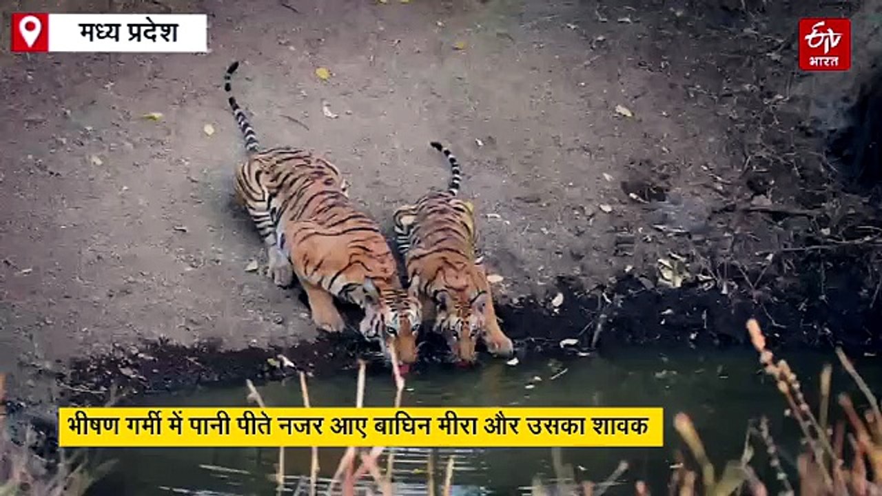 खिवनी वाइल्ड लाइफ सेंक्चुरी मध्य प्रदेश के टाइगर्स का नया आशियाना, यहां 10 से ज्यादा टाइगर्स की मौजूदगी