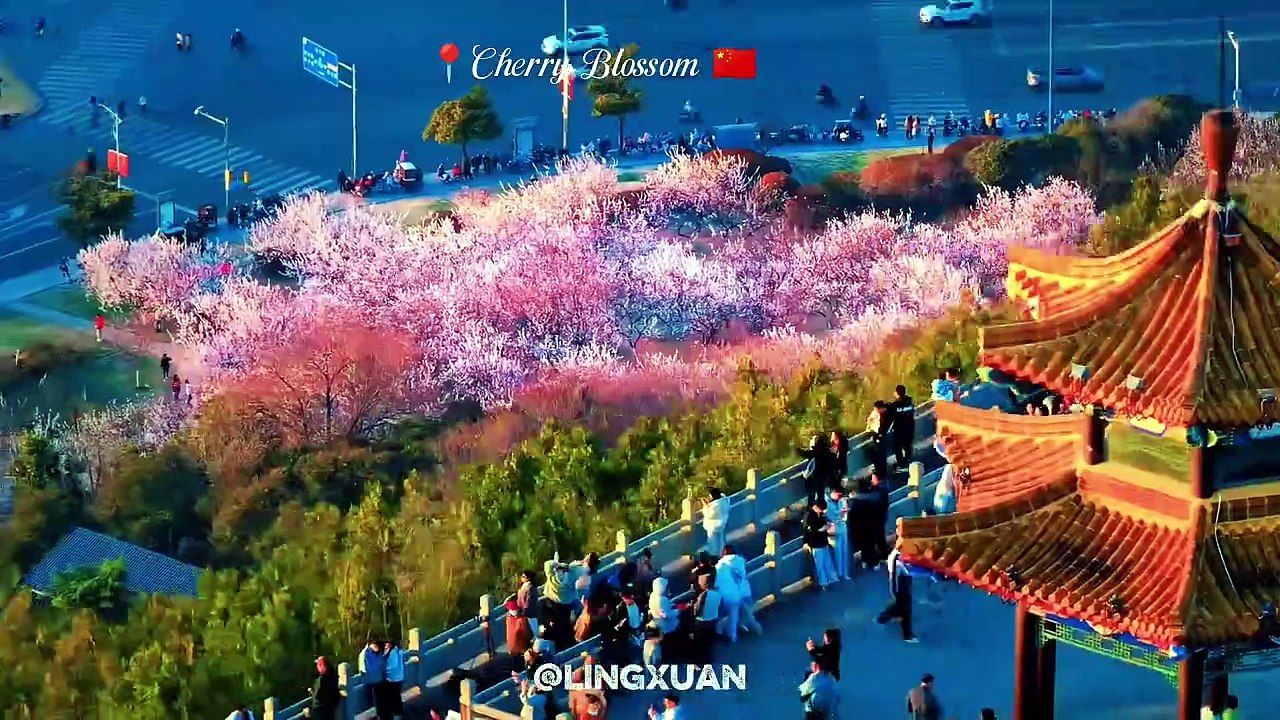 China Cherry Blossom Season 🌸 Stunning Views You Must See! #cherryblossomchina #chinaspring #beautifulchina