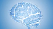 How the brain experiences space: a surprisingly mathematical view
