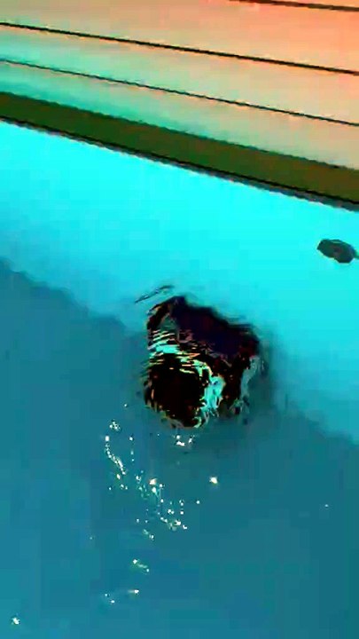 Ecovacs Ultramarine Wasserlinie