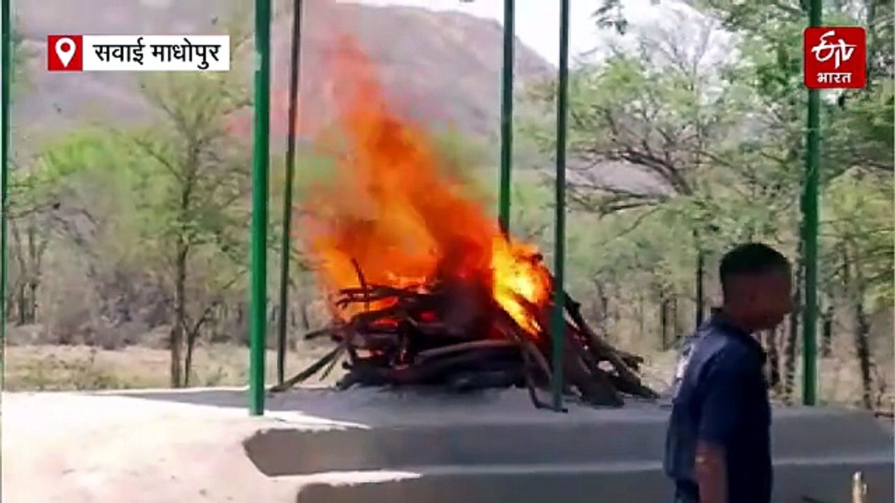 रणथंभौर नेशनल पार्क में टाइगर टी 2402 की मौत, टेरिटरी के लिए संघर्ष में गंवाई जान