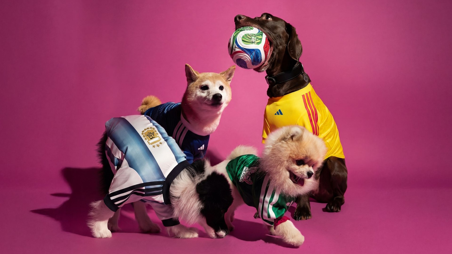 Salen a la venta las equipaciones oficiales del Mundial de fútbol... ¡para mascotas!