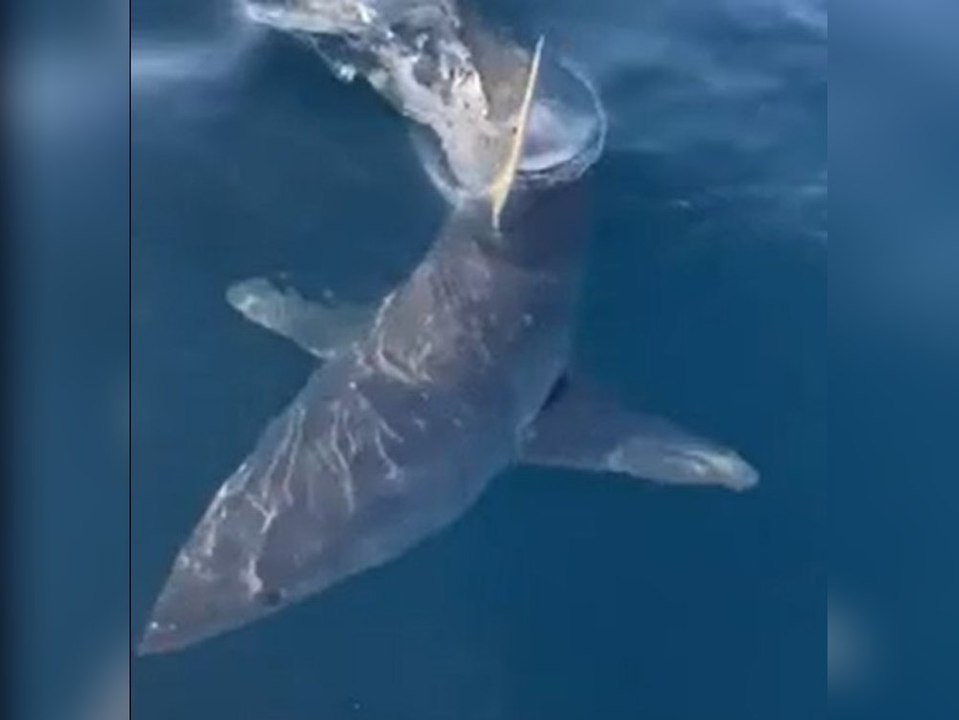 Un-hai-mliche Begegnung: Hai rammt Fischerboot