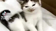 Süße grinsekatze