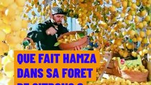 Que fait Hamza dans sa forêt de citrons ? 