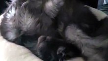 Cat restless night! #cat #mainecoon #catlover