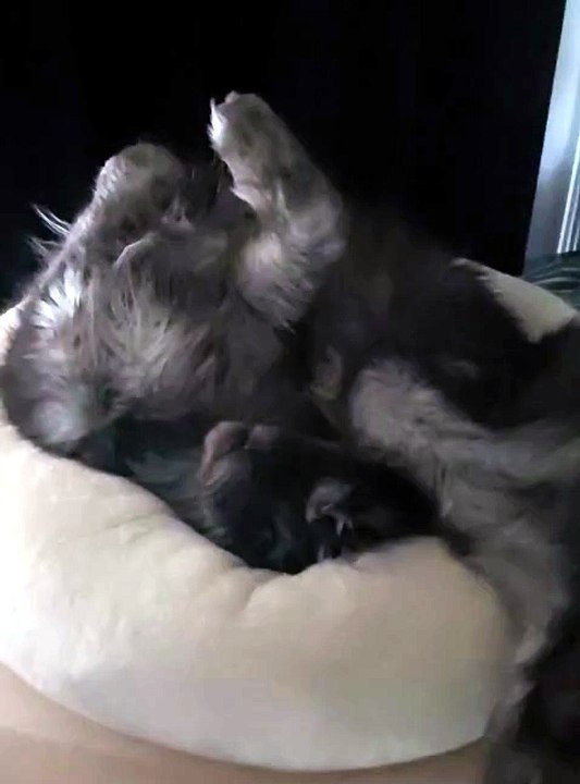 Cat restless night! #cat #mainecoon #catlover