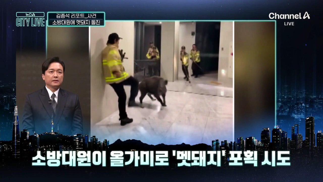 [김종석의 리포트]119대원에 돌진…멧돼지의 운명은?
