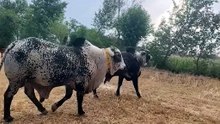 Farming Pakistan CholistanI cow very beautiful ❤️