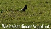 Deutsch lernen: Die Krähe auf der Wiese | Учим немецкий: Ворона на лугу 🐦