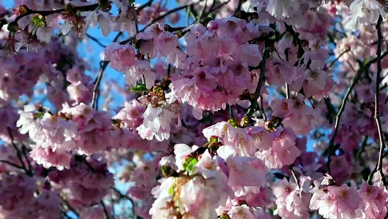 Center Parcs Villages Nature vor den Toren Paris