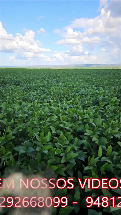 FAZENDA COM 1800 ALQUEIRÃO A VENDA CMC