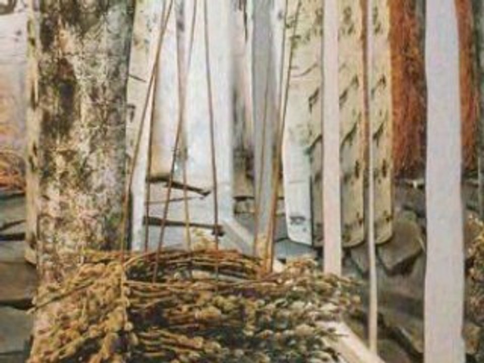 Promenons-nous dans le bois