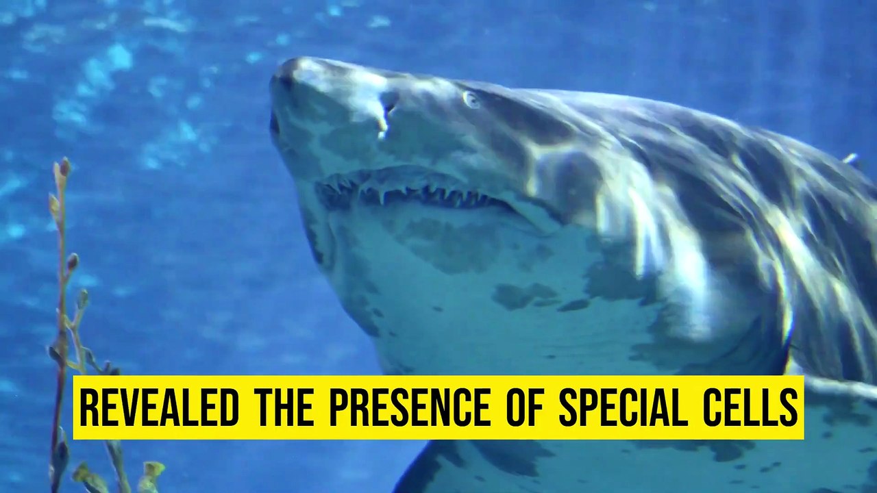 Unveiling the Mysteries of the Great White Shark #SharkResearch 🥰😊🥰