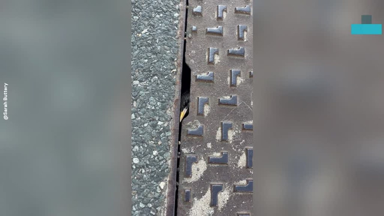 Couple Rescues Trapped Bird From Drain With Stranger's Help