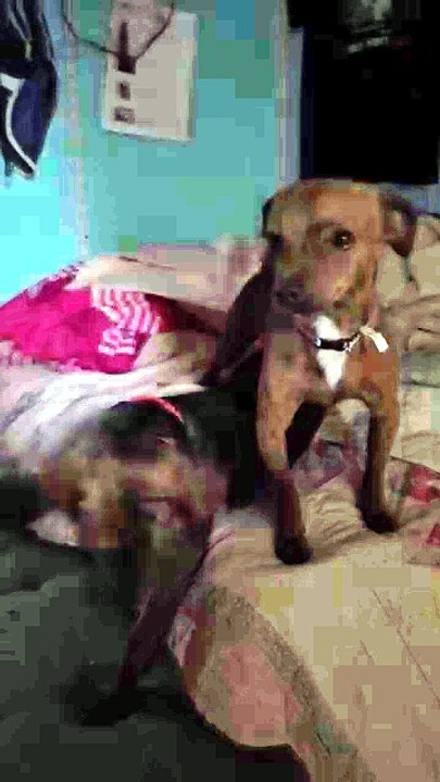The Pups are Awake and Ready for the Day