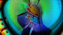 This Animal Has a SUPERPOWER You Won't Believe