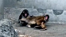 Punch, Moe and Momiage